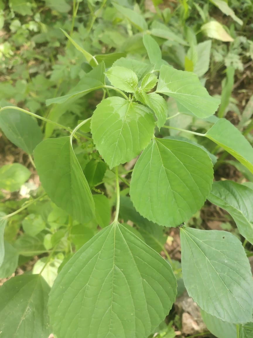 Kuppaimeni plant (Acalypha indica) growing in a natural environment