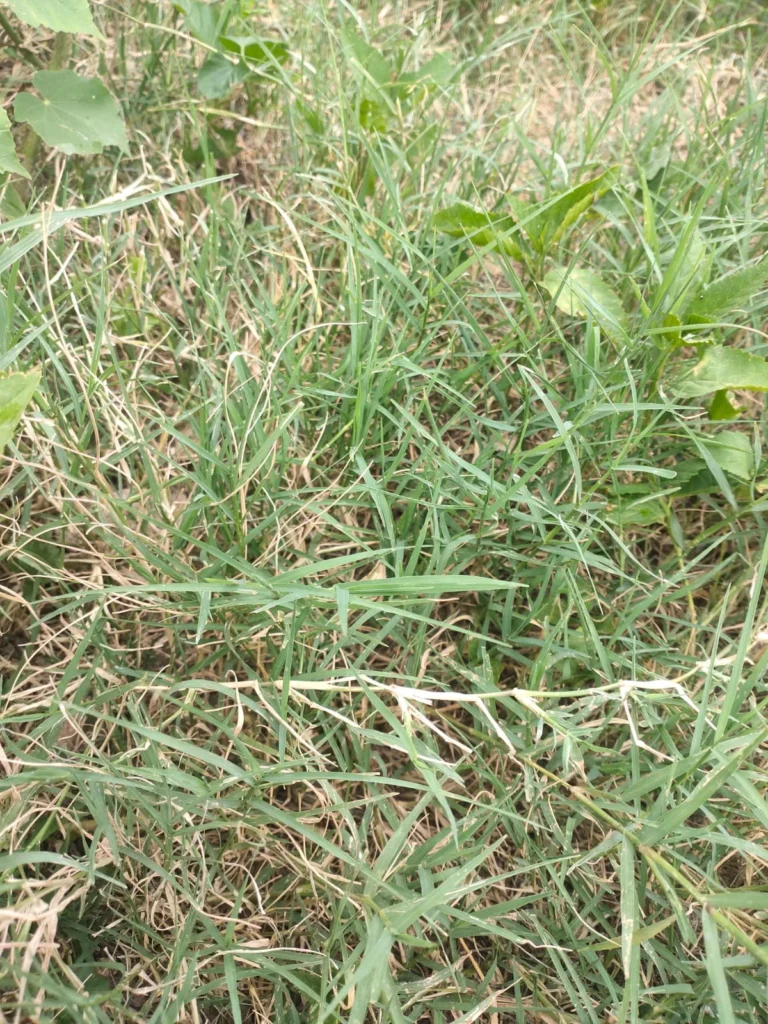 Arugampul plant benifites