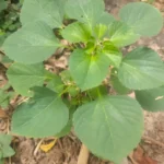 Complete Acalypha indica Kuppaimeni plant with green serrated leaves and flowers growing wild.