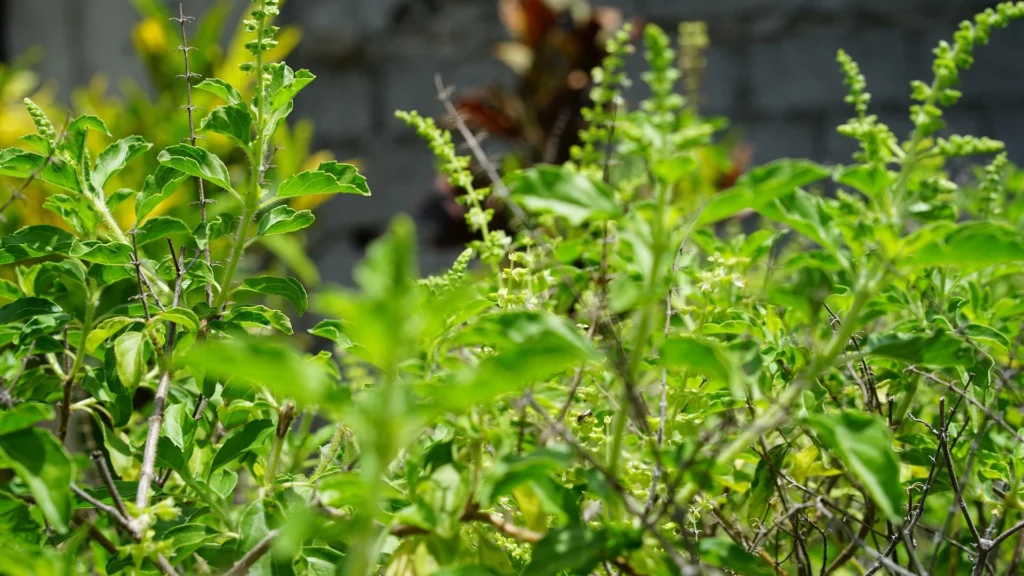 Tulsi (Holy Basil) plant growing in a home herbal garden